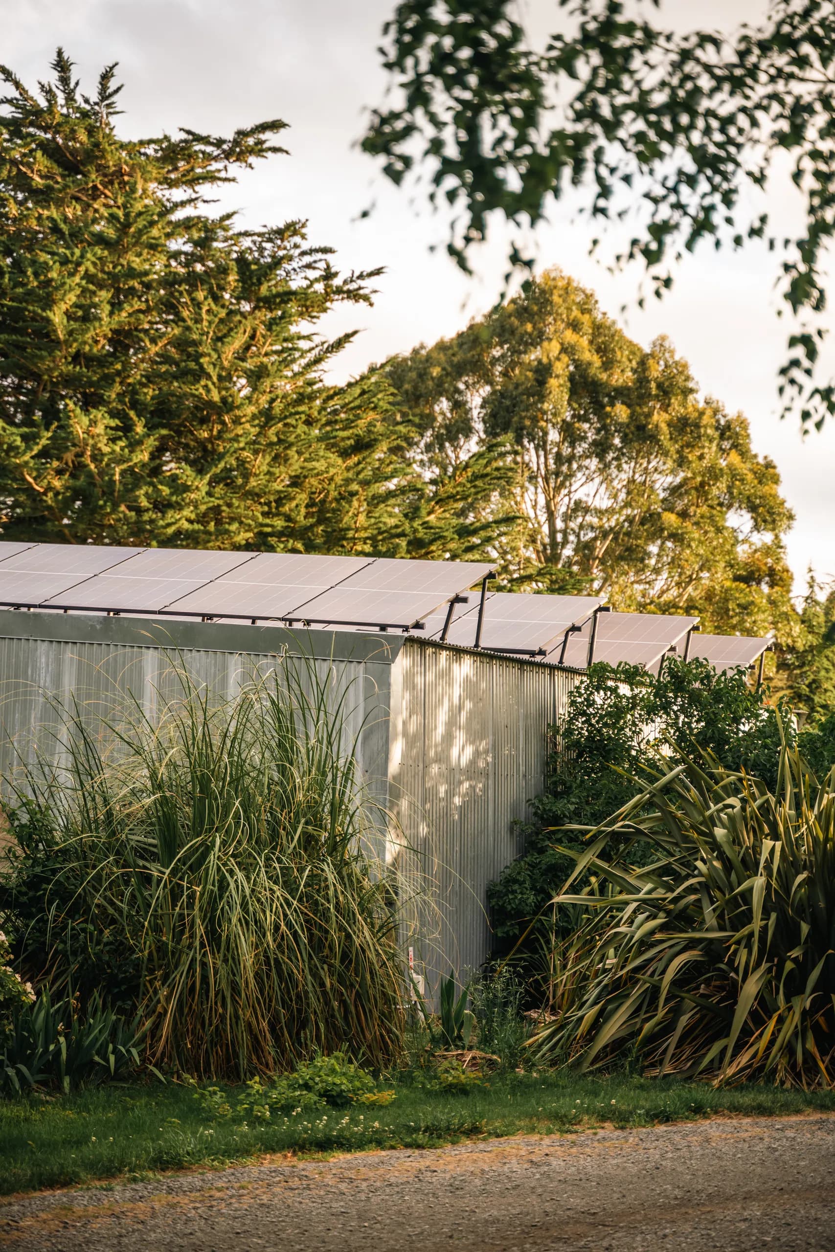 Close ground-level view of tilt-mounted solar panels along the ridge of a corrugated iron shed, backlit by evening sun with lush grasses and trees around.